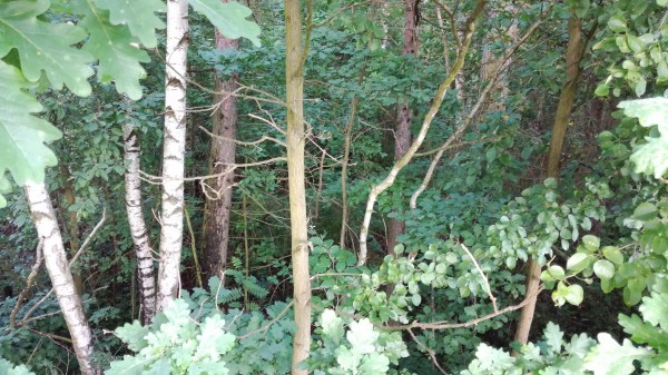 Revitalizace plochy mezi dolní částí ulice Lesní a MŠ v ulici Zahradní. Vybudování areálu víceúčelového a vícegeneračního hřiště.