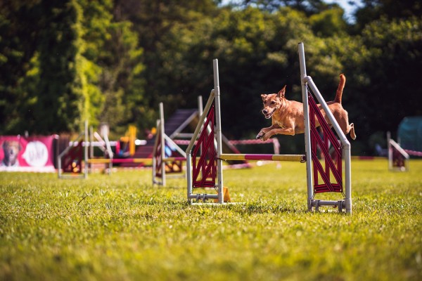 Agility hřiště pro psy